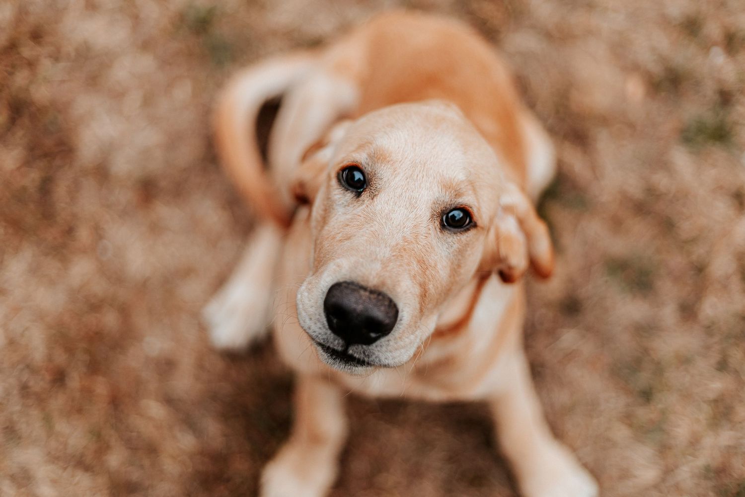 A golden Labrador puppy sits on dry ground, gazing up with soulful brown eyes and a shiny black nose.