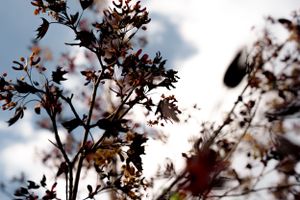 Artistic close-up of dried plant branches against a cloudy sky background.