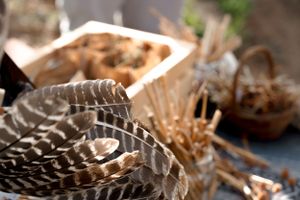 Close-up detail of striped feathers and natural materials on display.