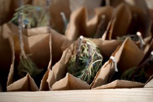 Seedlings sprouting from brown paper containers in a garden starter tray.