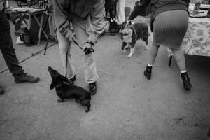 Small black dogs walking on pavement with their owners during an outdoor event.