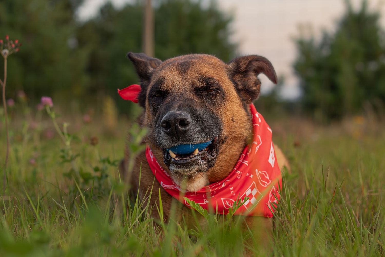 Brown dog wearing a red bandana lying in grass, holding a blue ball in its mouth.