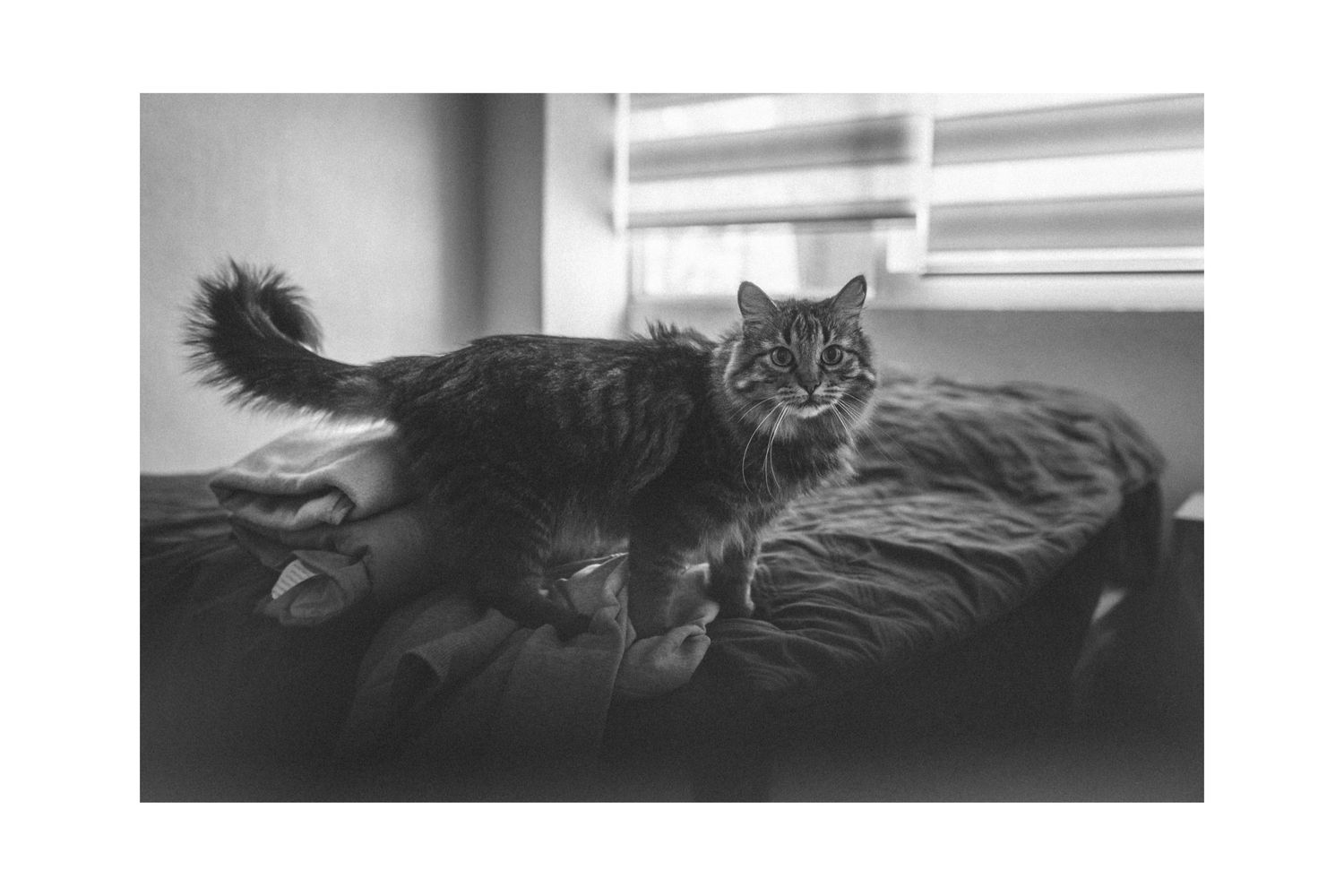 A fluffy cat lounges on a rumpled bed near a window with venetian blinds in black and white.