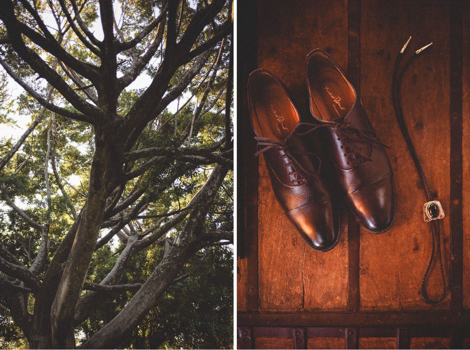 A split view of a towering tree trunk with sunlit branches and brown leather dress shoes on wooden floor.
