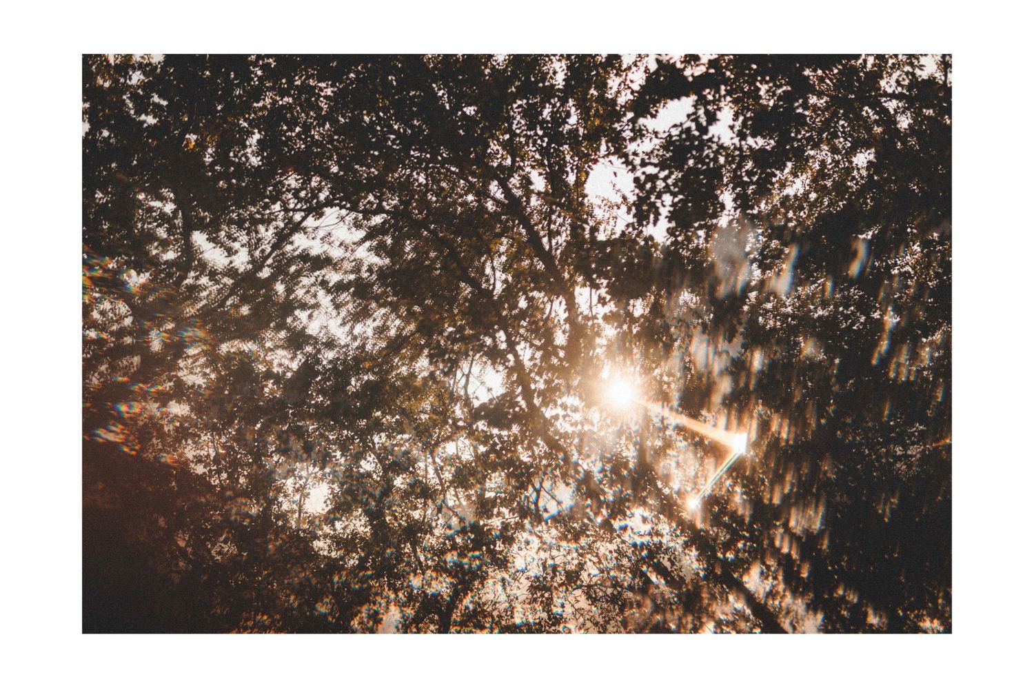 Sunlight filters through dense autumn forest canopy creating a golden glow through the tree branches.
