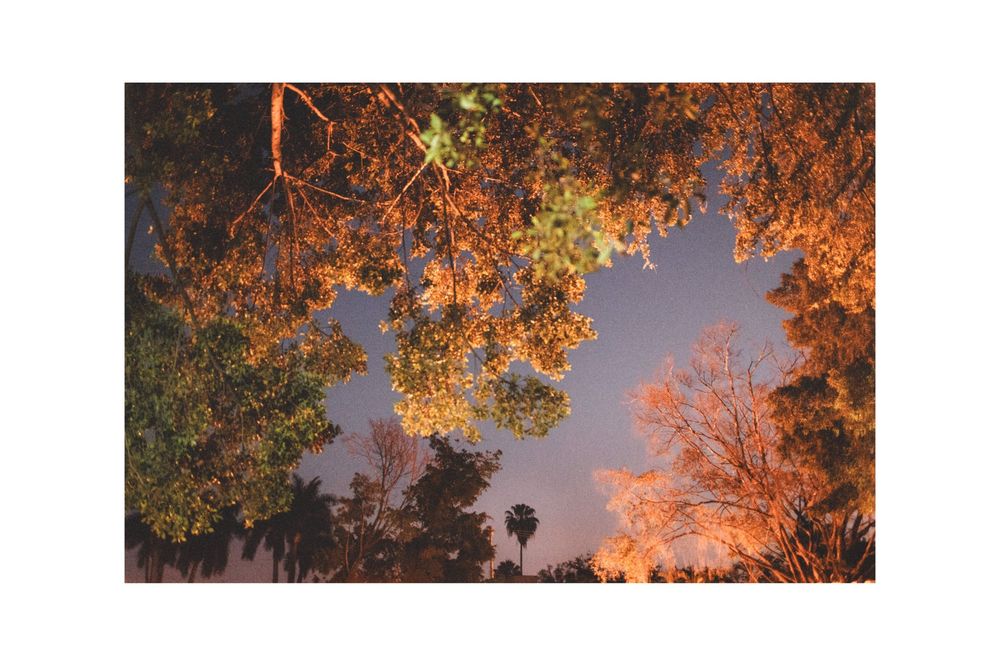 Golden sunlight illuminates palm trees and autumn leaves against a dramatic sunset sky creating a warm peaceful scene.