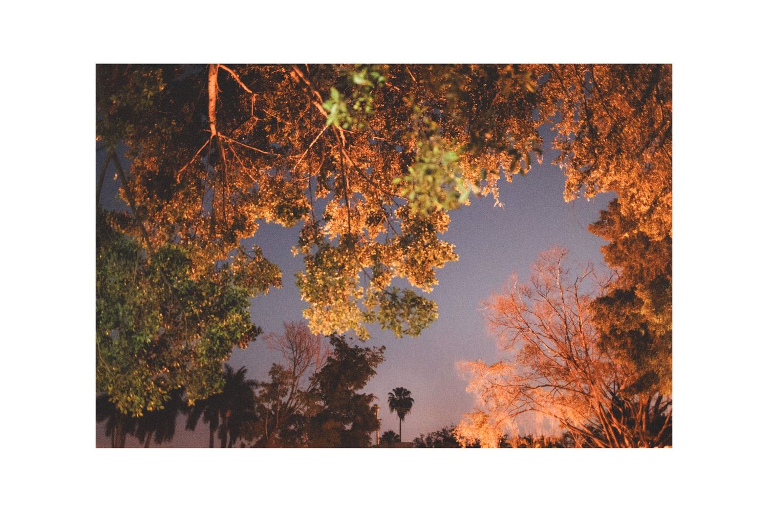 Golden sunlight illuminates palm trees and autumn leaves against a dramatic sunset sky creating a warm peaceful scene.