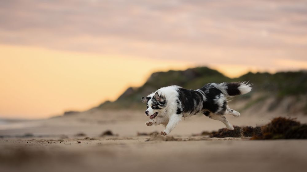 An Australian Shepherd running playfully along the beach with a sunrise sky in the background.