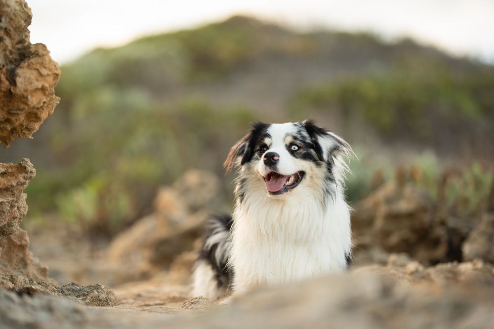 A black and white Australian Shepherd dog sits on a rocky coastal cliff overlooking the ocean.