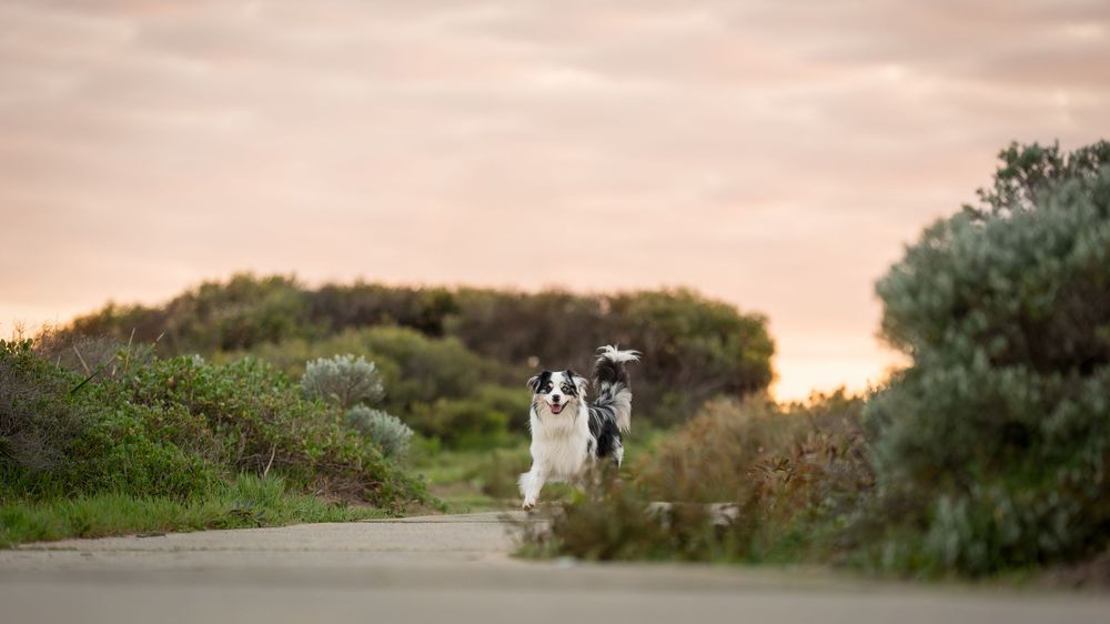 An Australian Shepherd dog on a coastal path at sunrise with lush greenery on both sides.