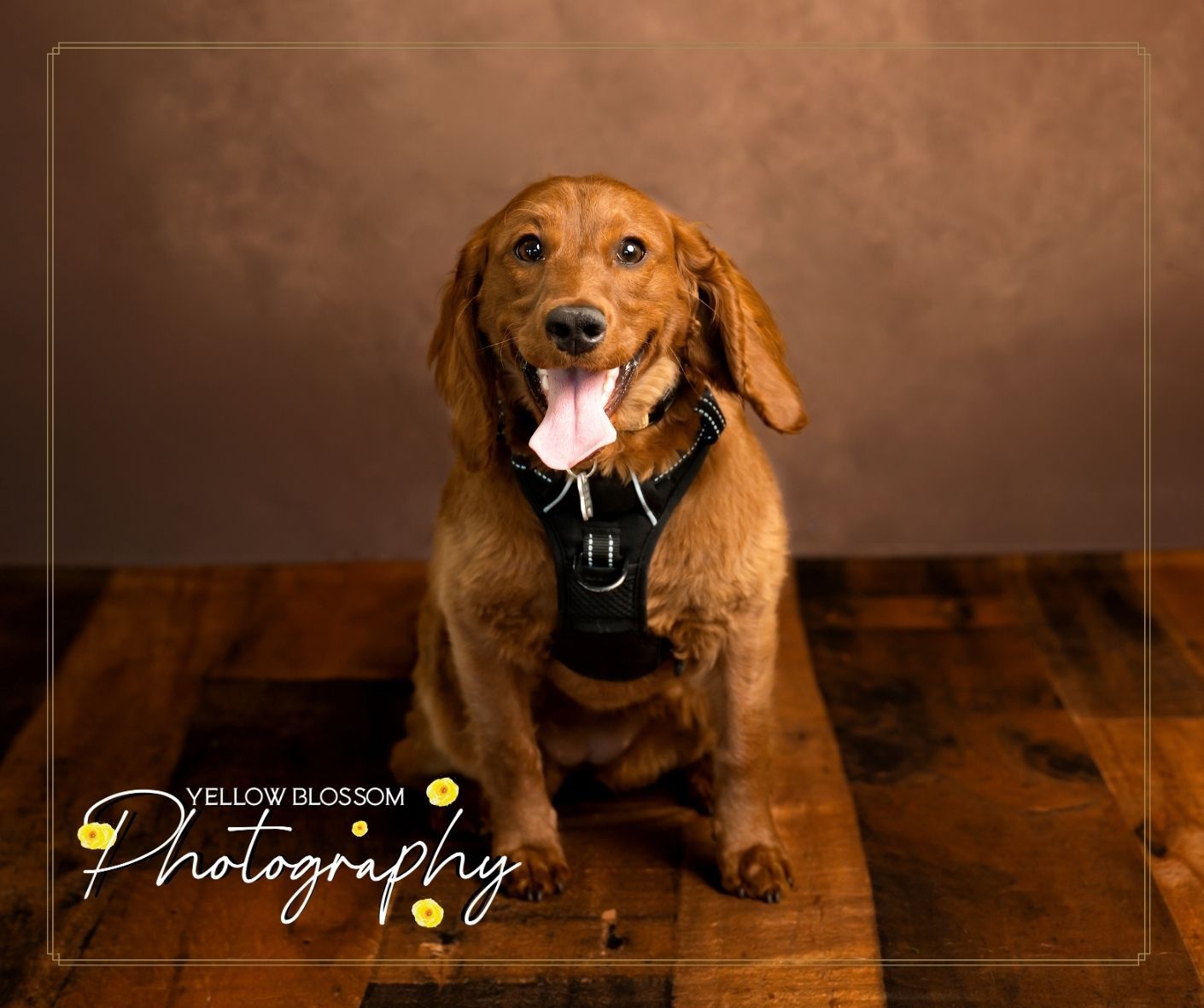 Smiling brown cockapoo dog wearing a black harness poses for professional portrait on wooden floor.