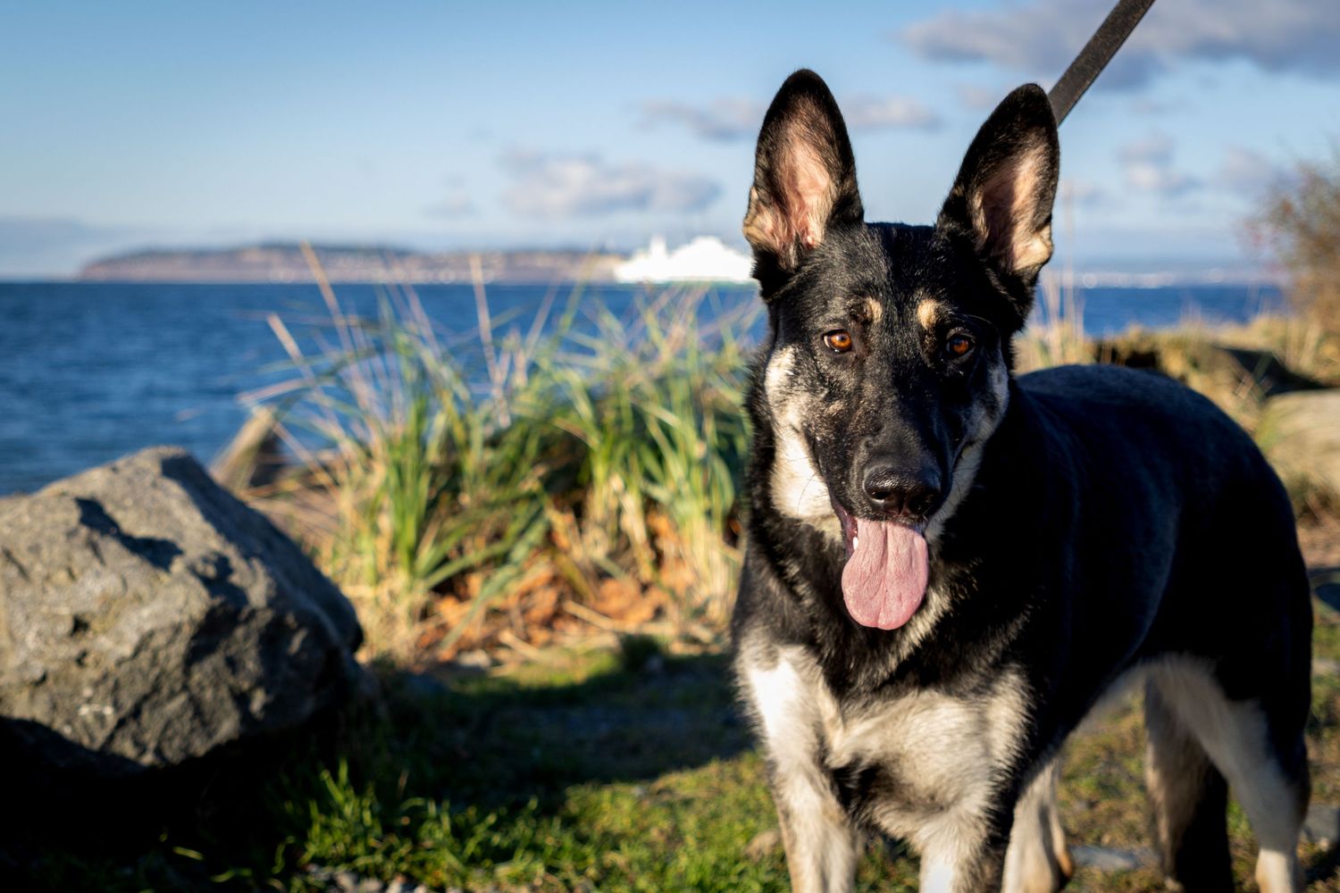 German Shepherd dog with alert ears sits on rocky coastline with blue ocean and grass in background.