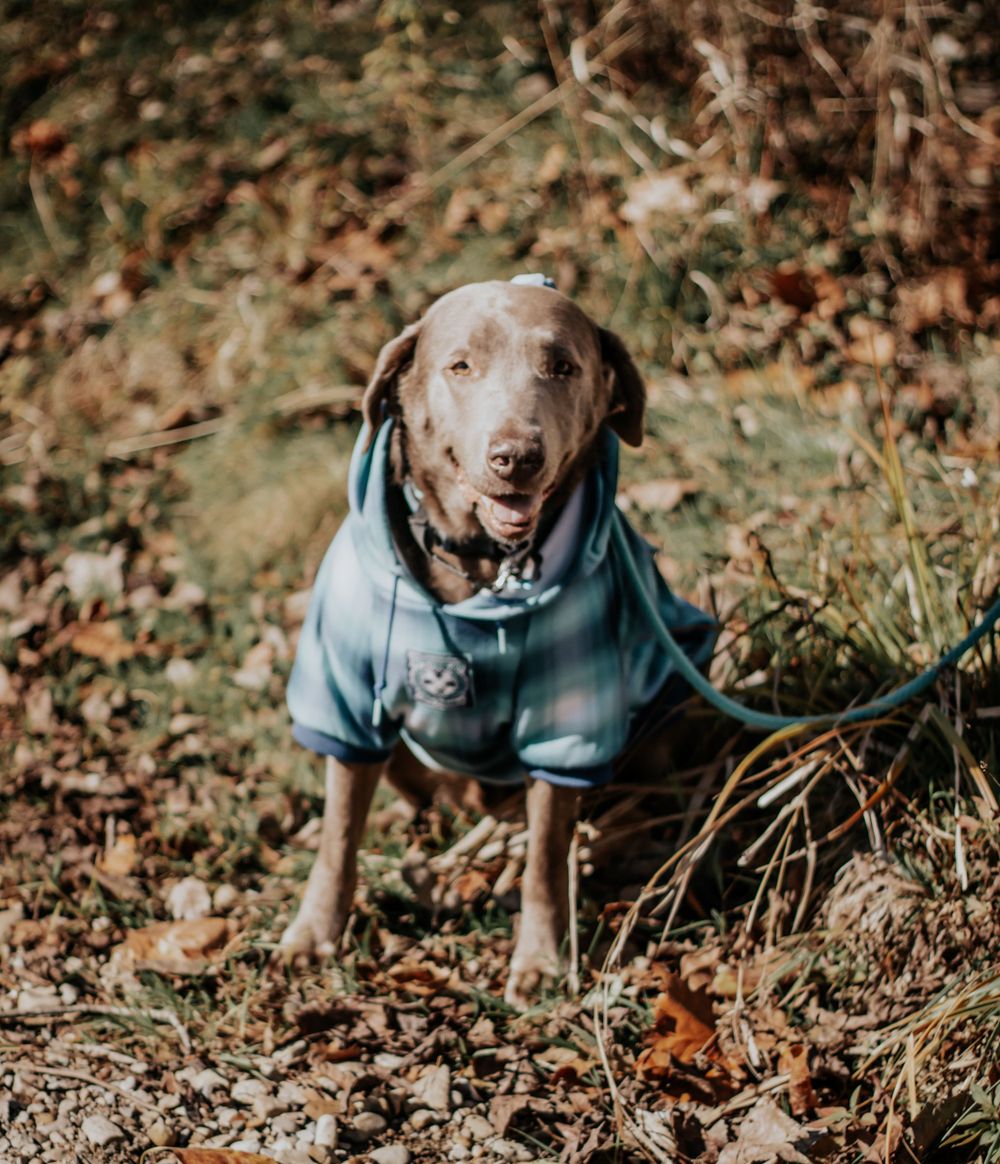 Pet portrait
Tawawa Park
Sidney Ohio