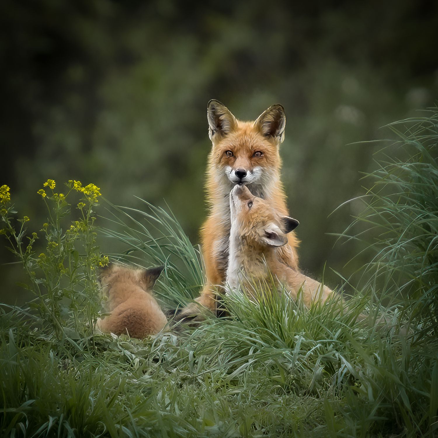 Fox and kits during baby season