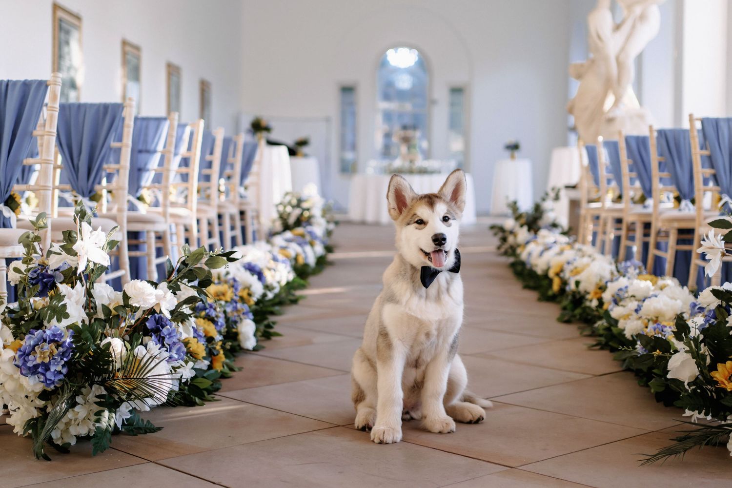 A cute puppy in a wedding ceremony in The Orangery Margam. The Decor is Blue and white flowers