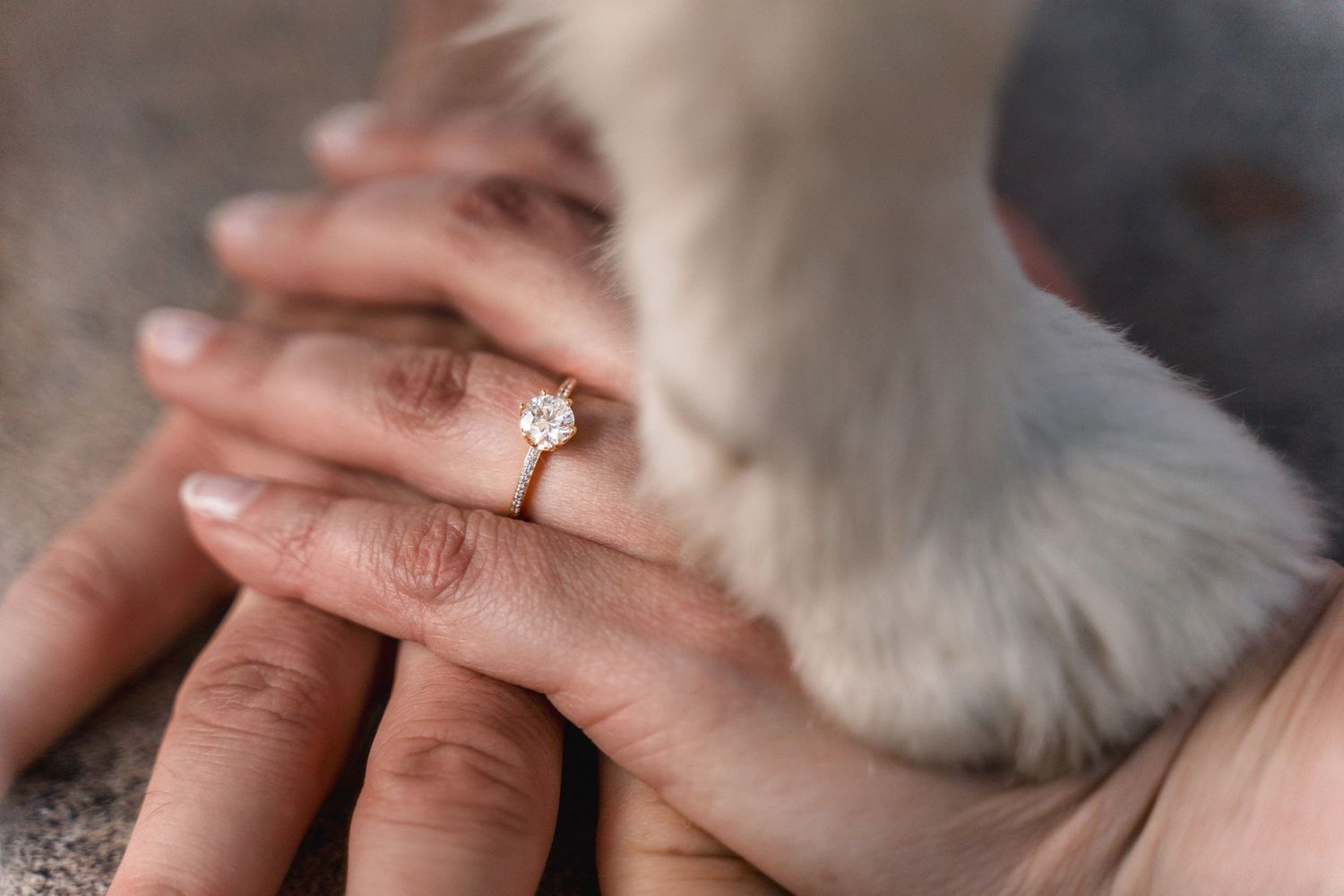 engagement-ring-and-hands-including-a-paw