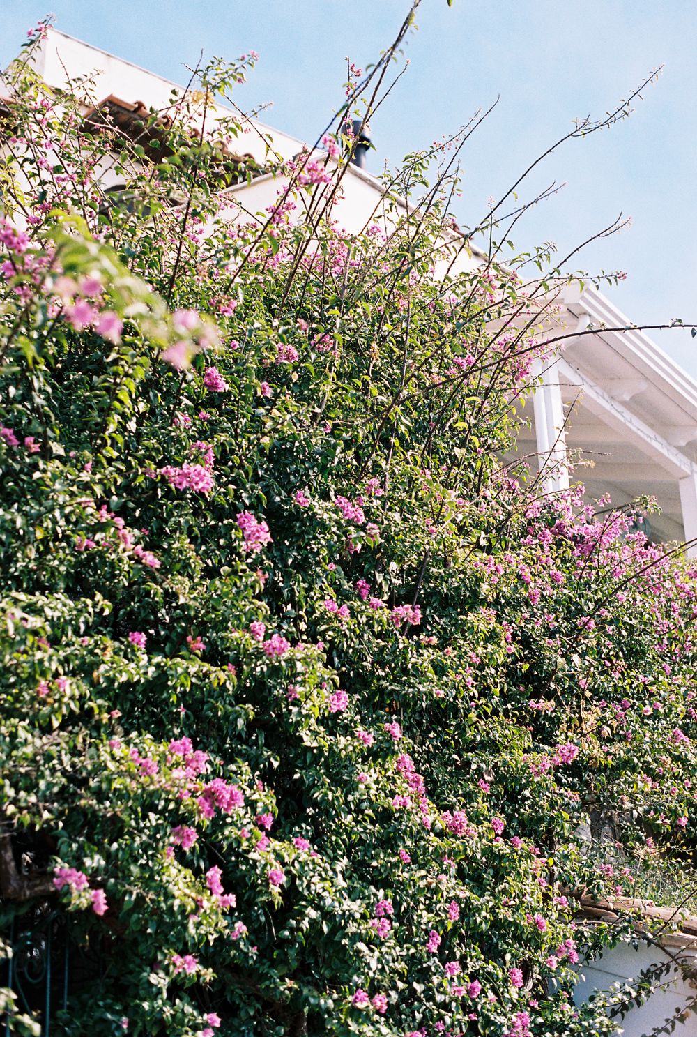 Vibrant pink bougainvillea vines climb lushly over a white building facade beneath a clear blue sky.