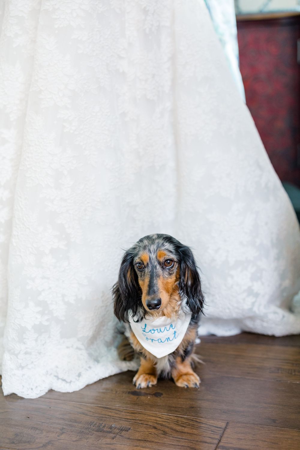 Adorable dachshund wearing a flower girl bandana sits in front of a white lace wedding dress.