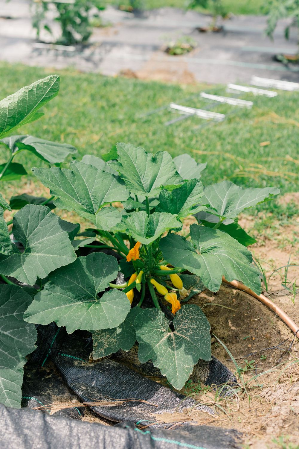 Zucchini plant with yellow flowers growing in a garden with black landscape fabric.