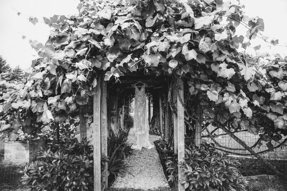 Black and white photo of a wedding dress hanging under a lush vine-covered archway in a garden.