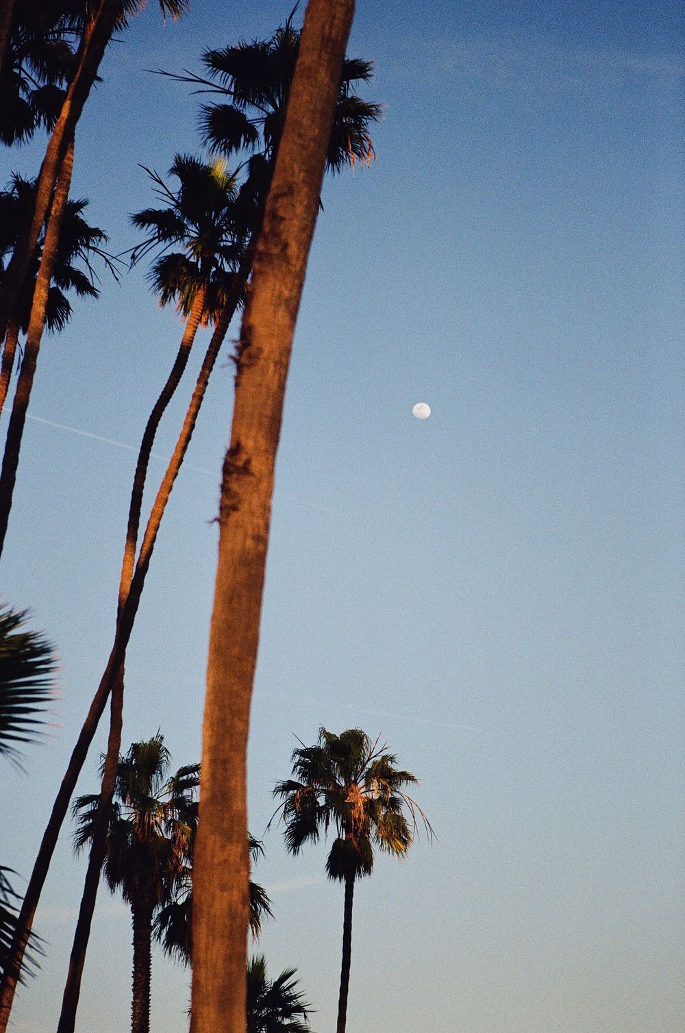 Detailed film photography shot of palm trees in Santa Barbara