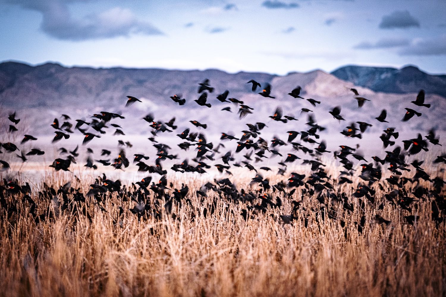 Redwinged blackbirds take flight at sunset in the reeds of a desert hot spring. Creating a movement of community at its core.