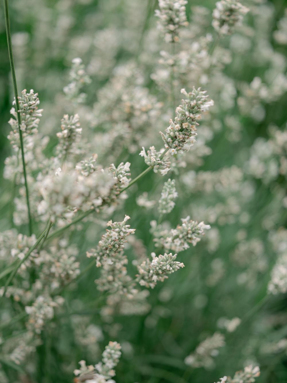 Delicate white wildflowers and lavender blooms in a lush green meadow field.