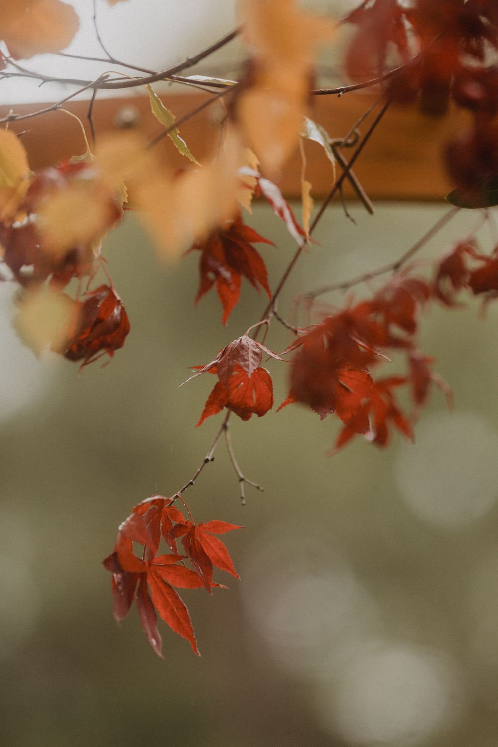 Red autumn maple leaves hanging from branches with soft bokeh background in warm fall colors.