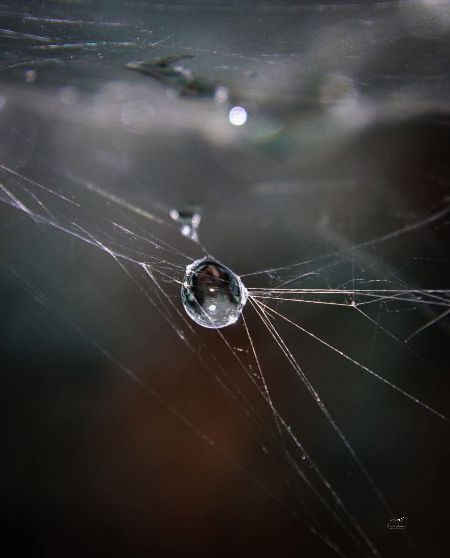 Goutte d’eau sur toile d’araignée, photographie macro nature en Hauts-de-France
