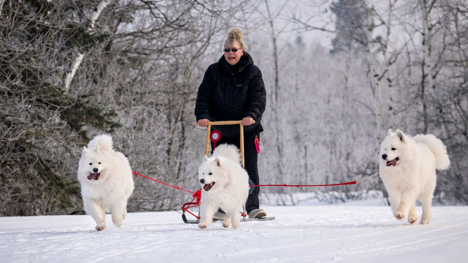 A series of winter photographs showing white dogs walking in a snowy forest landscape with bare trees in the background.
