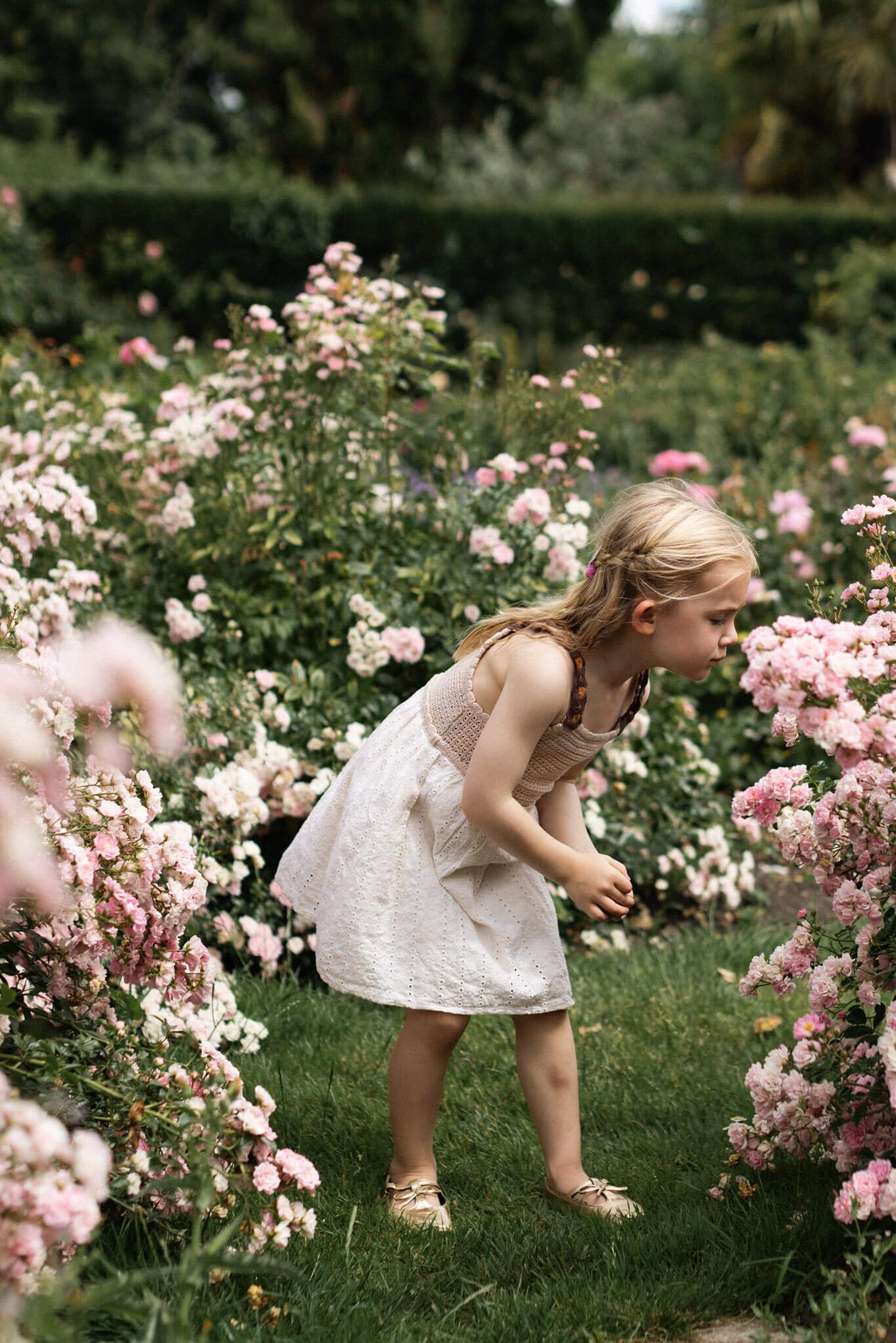 Young girl in white dress exploring a beautiful pink rose garden on a summer day during an outdoor family photography session in Brighton