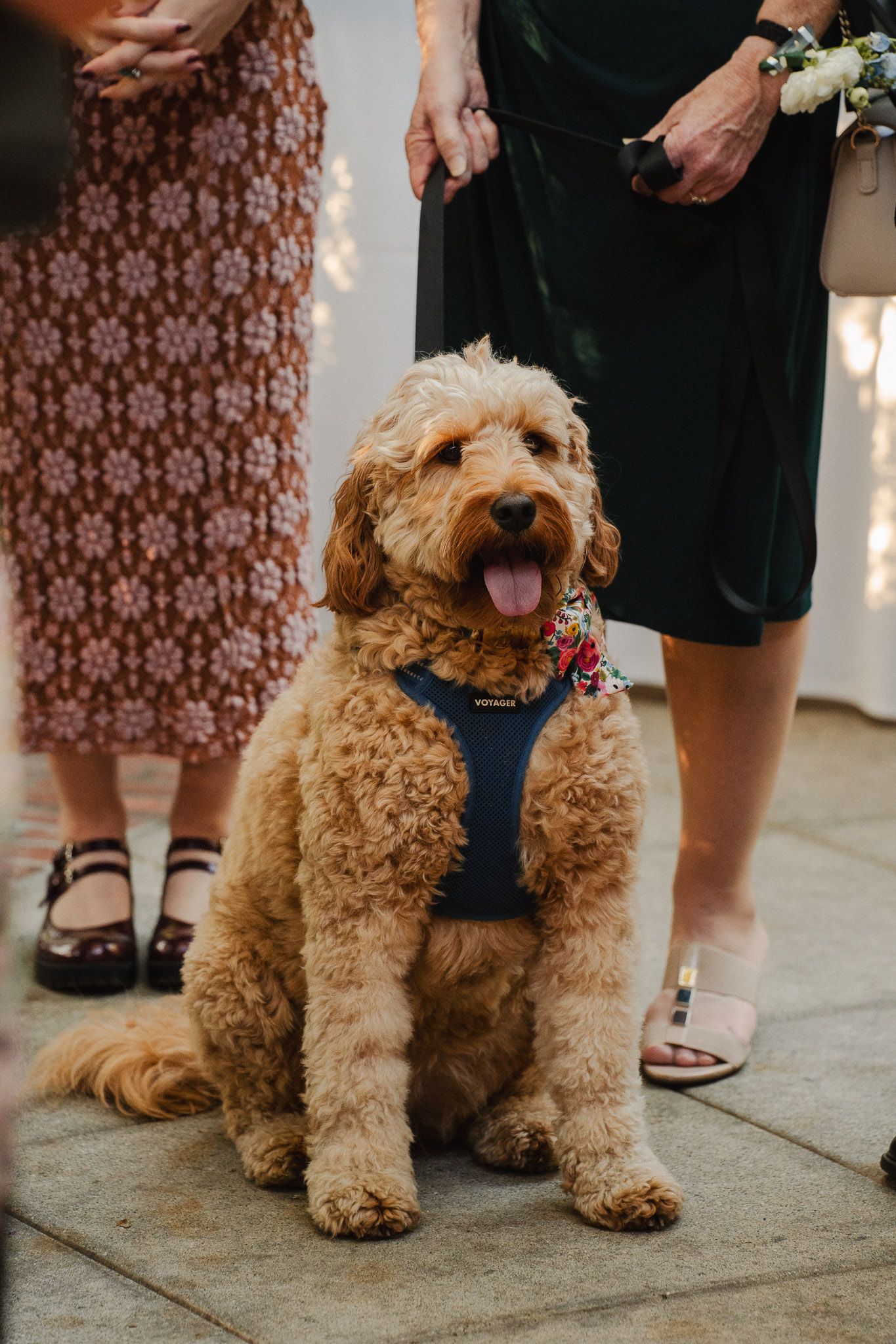 Candid moment of the wedding dog at an intimate Pasadena wedding