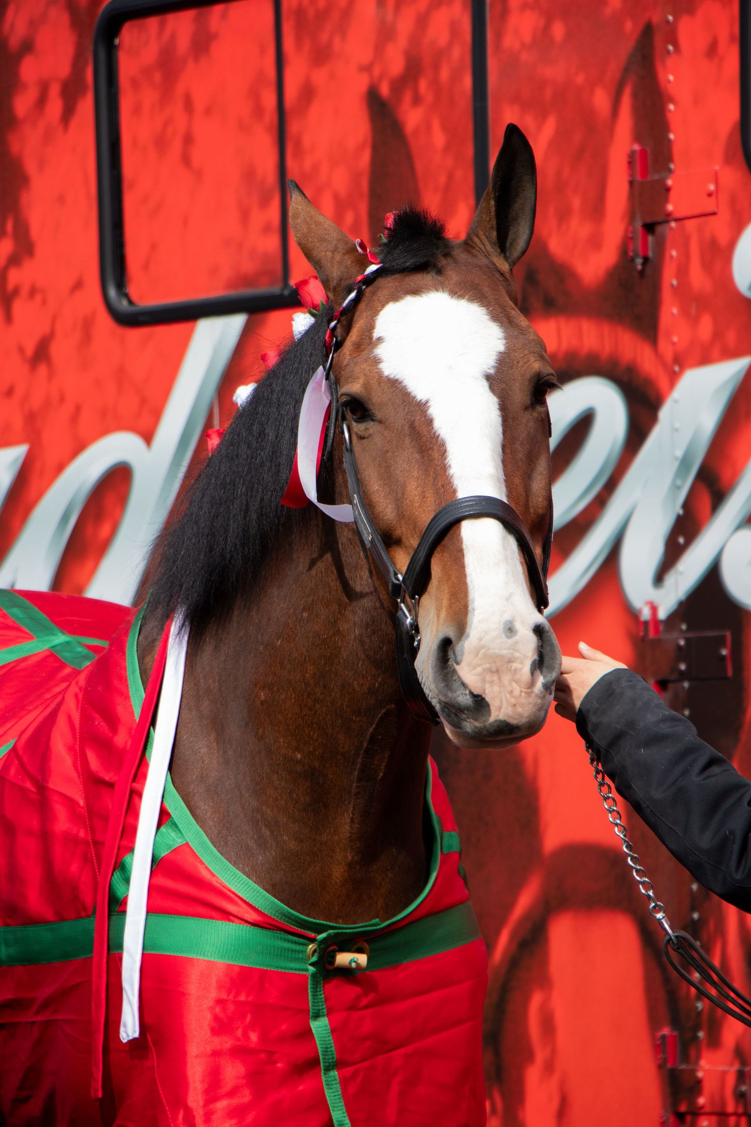 Horse looking at the viewer