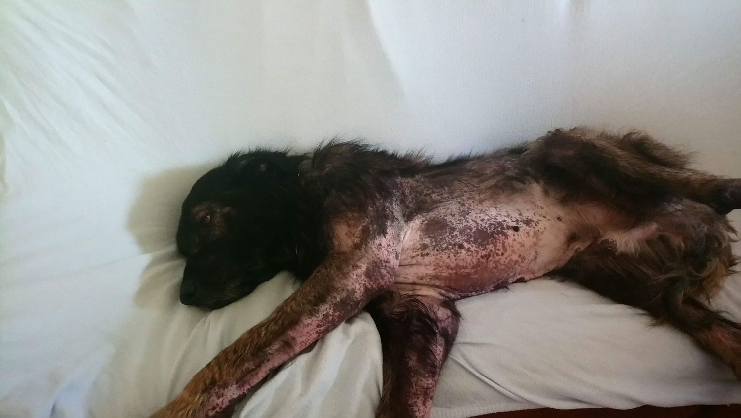 Rescued dog with severe mange and skin lesions lying on white surface showing significant fur loss.