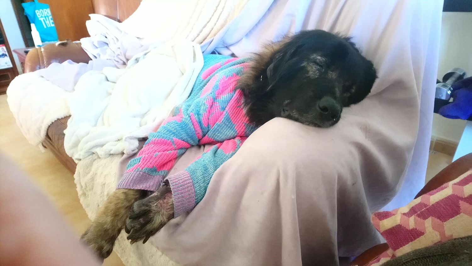 Small black puppy wearing pink and blue sweater resting in persons lap on couch.