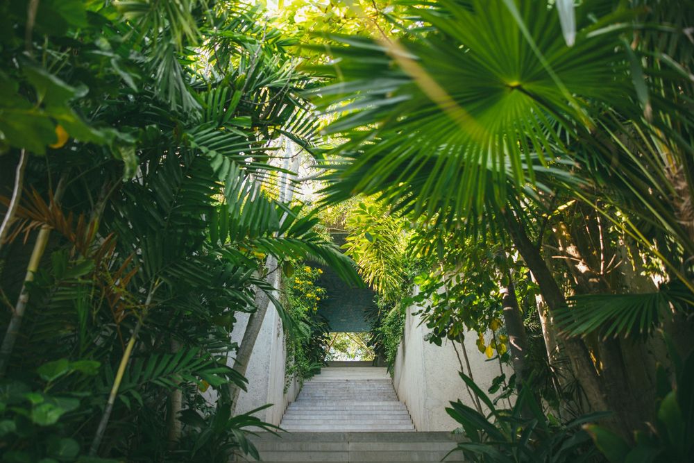 Lush tropical garden path with palm trees and green foliage creating a natural archway in bright sunlight.