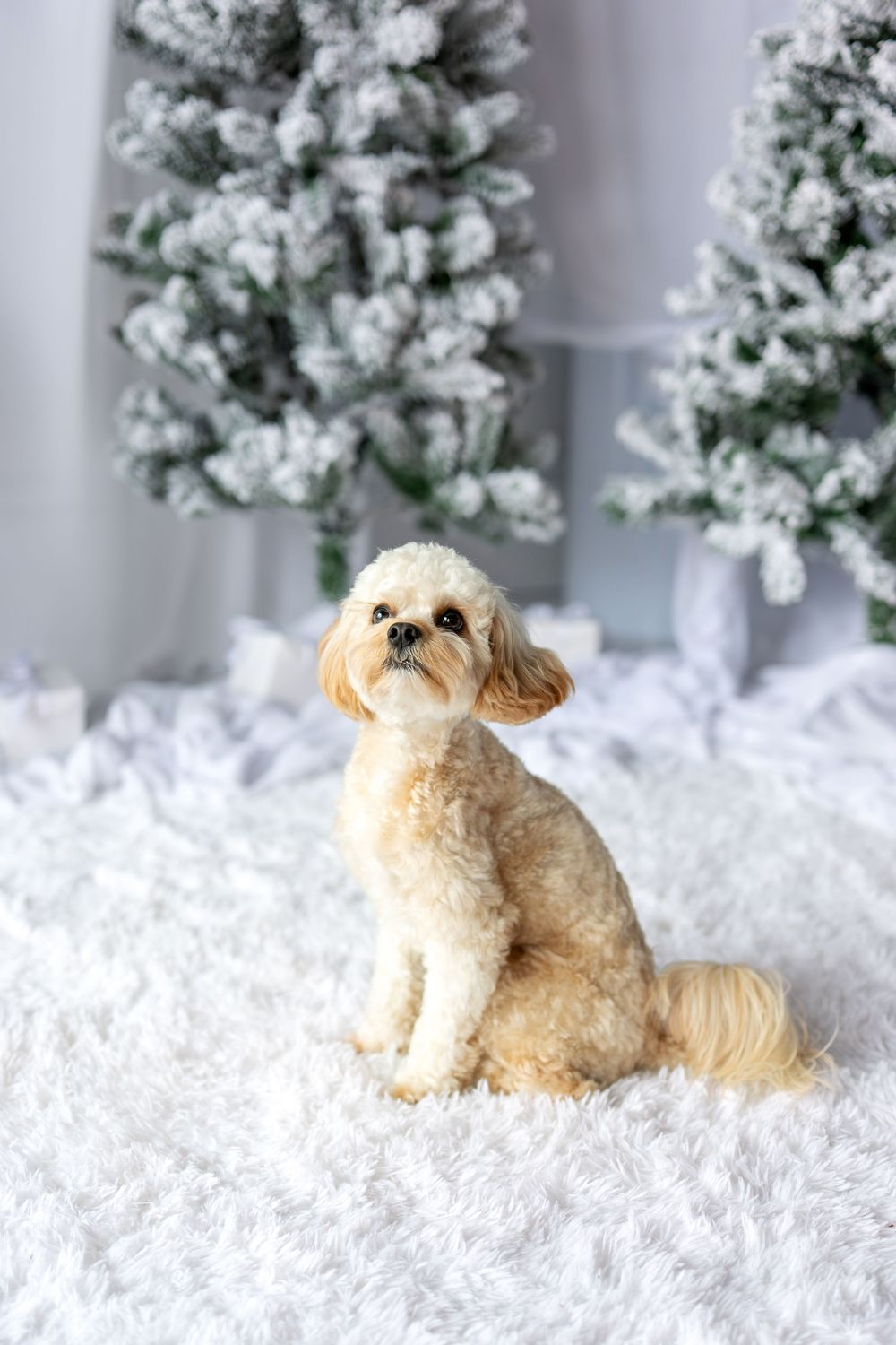 Fluffy cream poodle mix sitting on white fur rug in front of snow-flocked Christmas trees.