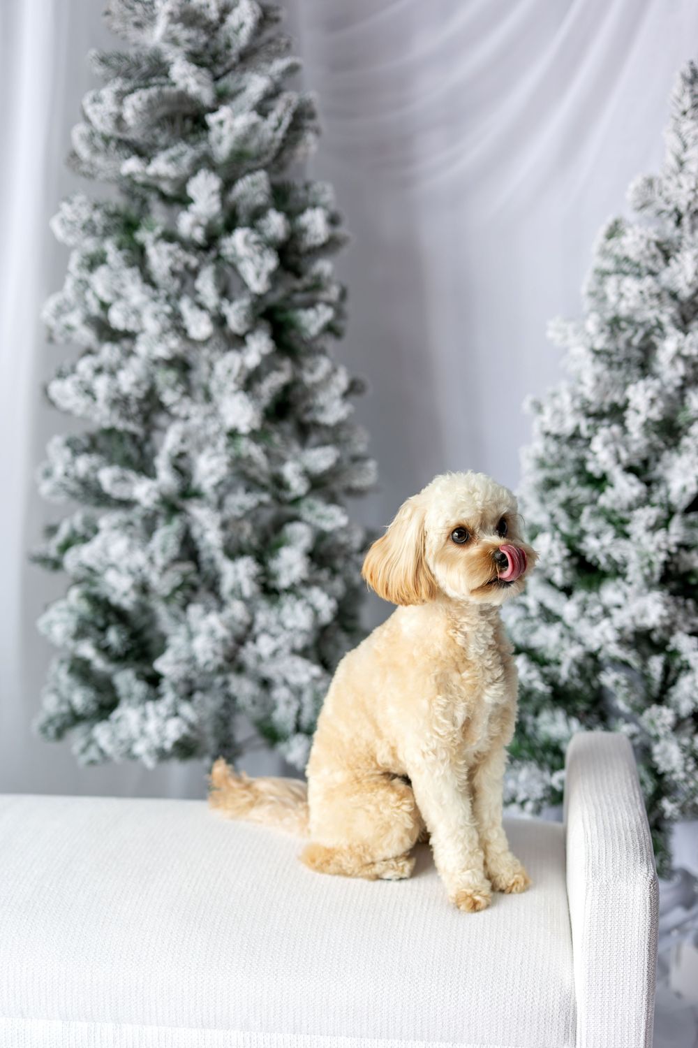 Cute fluffy cream Cavapoo dog sitting on white bench with snow-flocked Christmas trees in background.