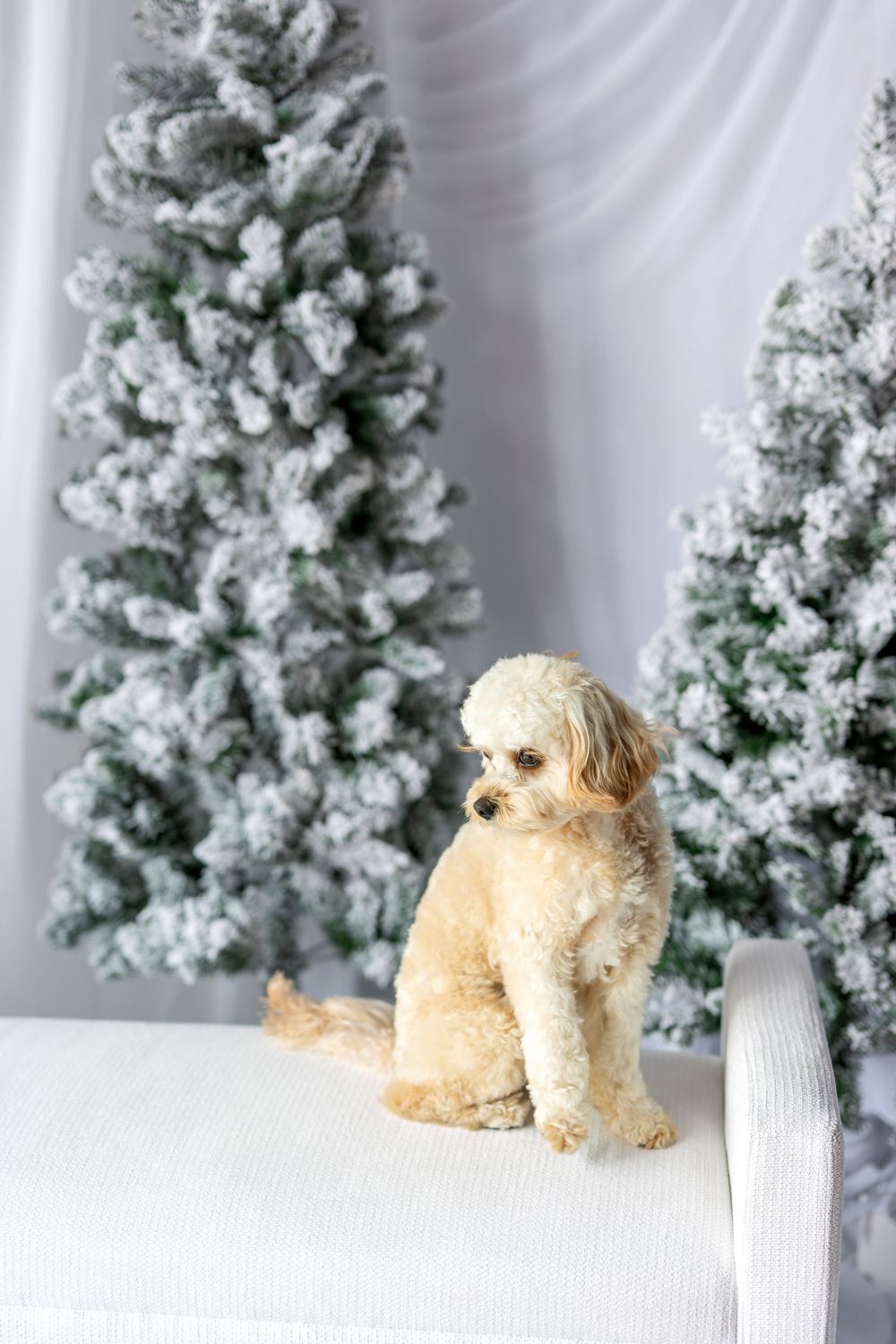 Adorable cream poodle mix sitting on white bench in front of snow-flocked Christmas trees.