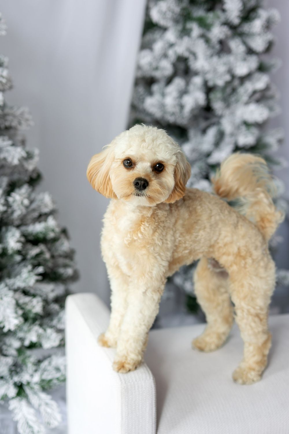 Adorable cream Cavapoo dog standing on white bench surrounded by snow-flocked Christmas trees in studio setting.