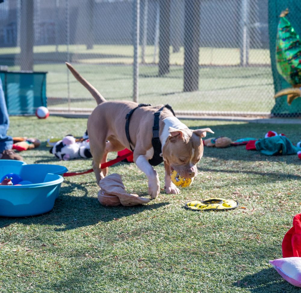 A tan pit bull mix in a harness sniffs and plays with a yellow toy on green turf in a shelter play yard.