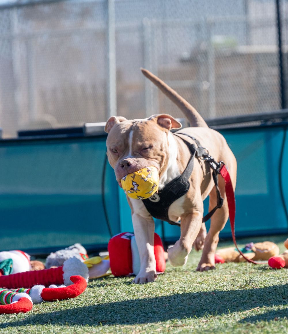 A muscular brown pit bull mix carries a yellow ball proudly across a turf play area at an animal shelter.