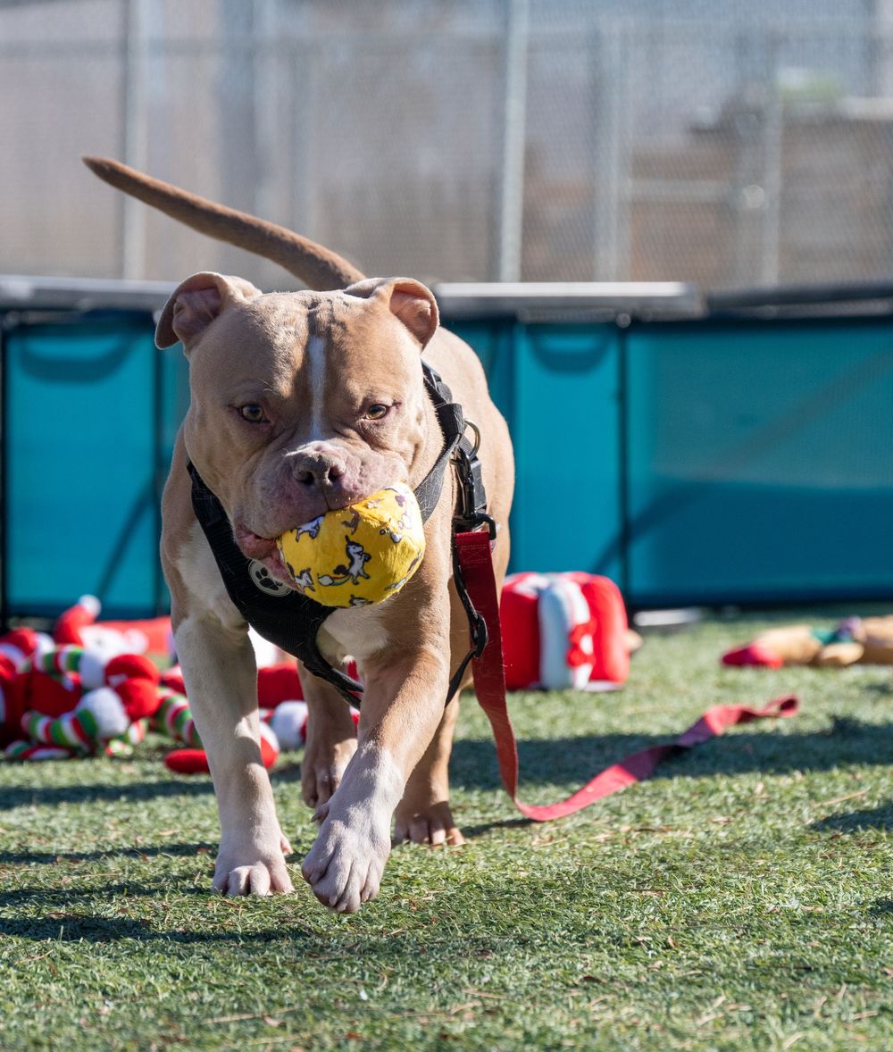 Energetic pit bull dog running on grass carrying a yellow toy in its mouth at an animal shelter.