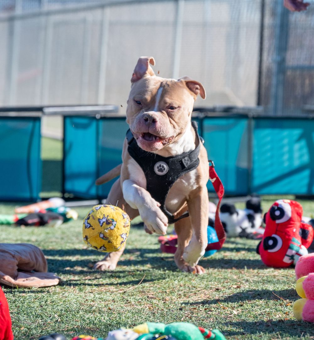 Happy pit bull terrier running and playing among colorful toys scattered on artificial turf at a shelter.
