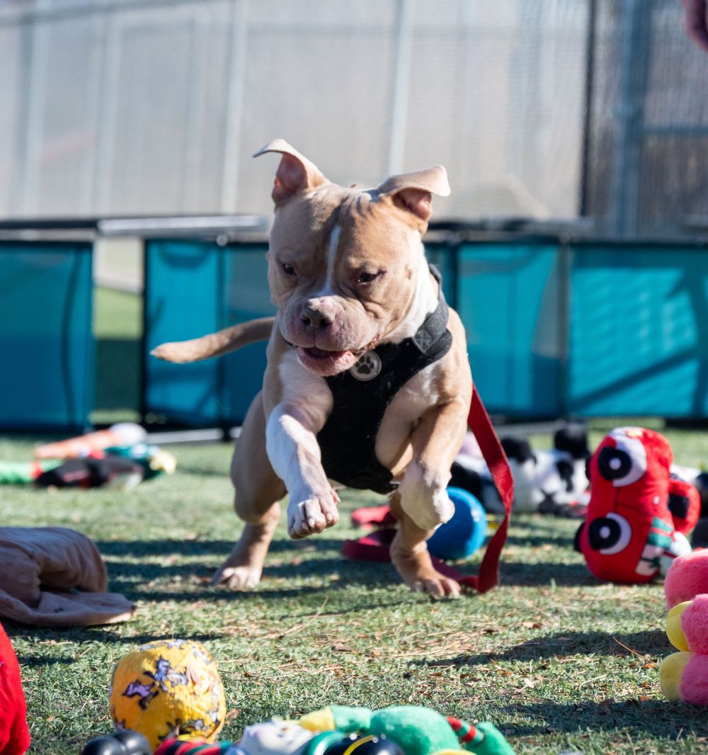 Playful pit bull dog leaping energetically over scattered stuffed toys on green artificial turf outdoors.