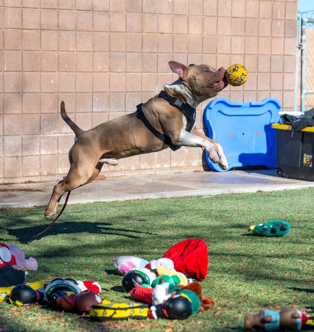 Athletic pit bull dog leaping high to catch a yellow ball amid scattered toys on shelter turf.