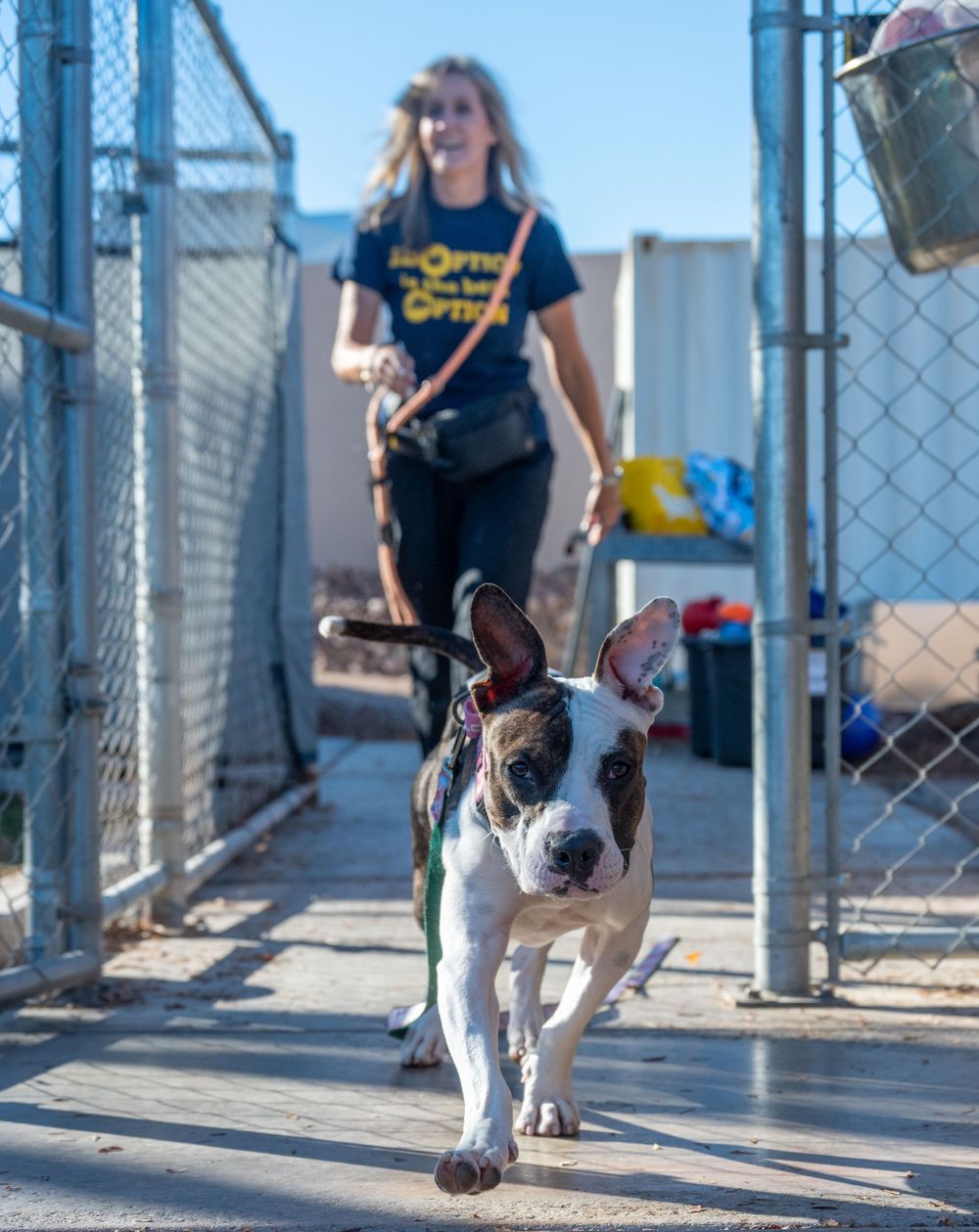 A shelter dog on a leash trots eagerly down a kennel walkway led by a smiling female volunteer in a blue adoption shirt.