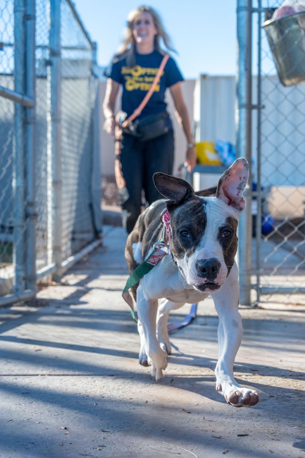 Brindle and white puppy on leash walking with smiling woman at shelter.