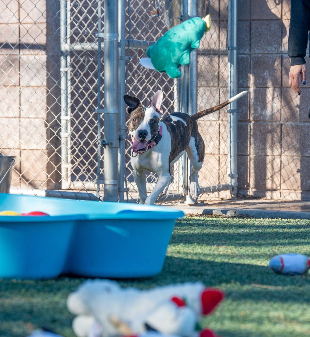 An energetic pit bull mix plays outdoors in a shelter yard with a kiddie pool and colorful toys scattered on the grass.