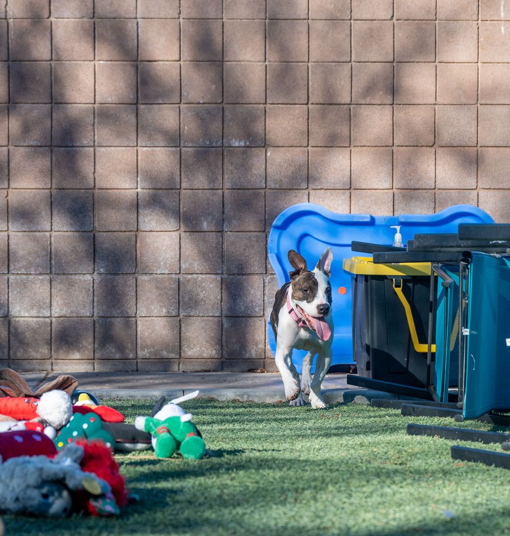A brindle and white pit bull mix trots across green turf near blue kennels and scattered plush toys at a shelter.